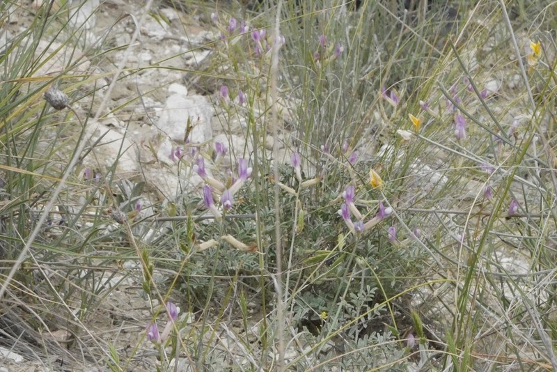 Astragalus beypazaricus photo 4