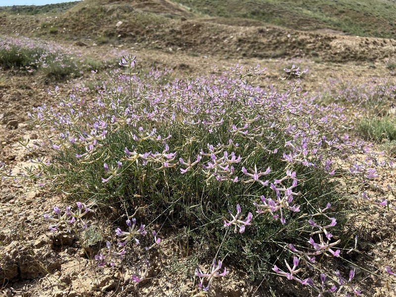 Astragalus beypazaricus photo 5