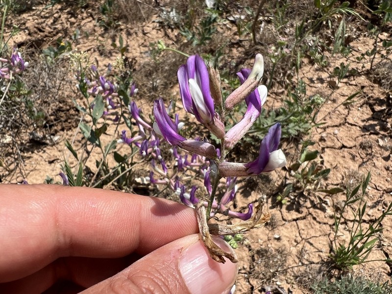 Astragalus beypazaricus photo 6