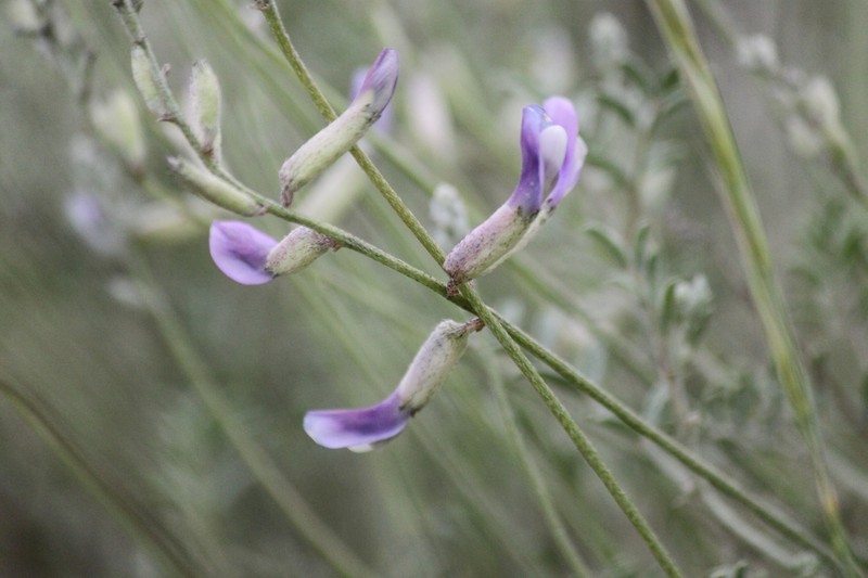 Astragalus beypazaricus