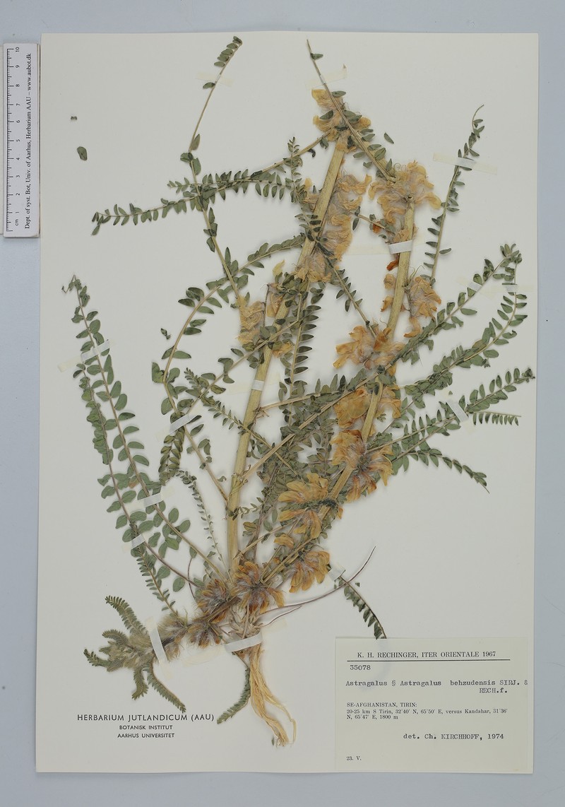 Astragalus bezudensis