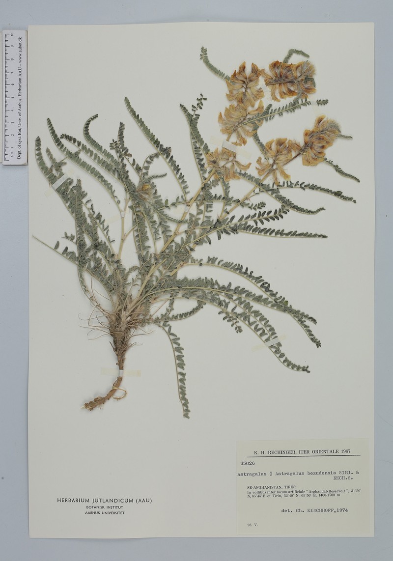 Astragalus bezudensis photo 2