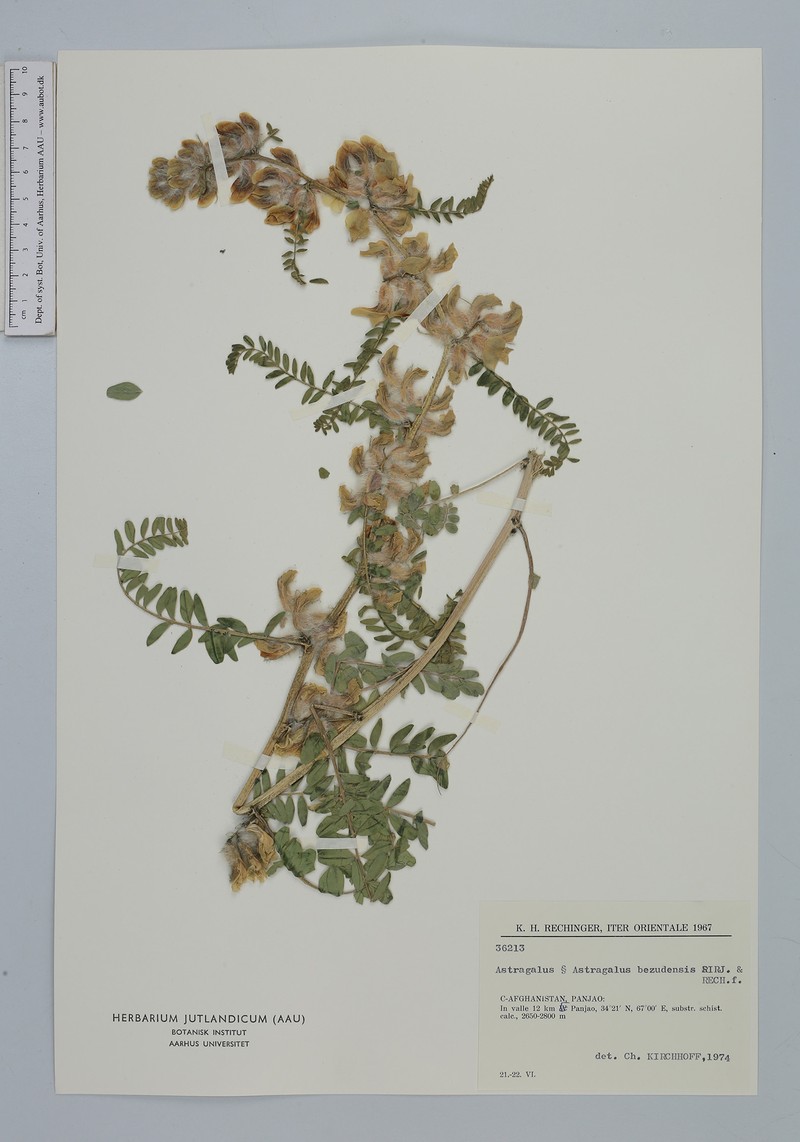 Astragalus bezudensis photo 3