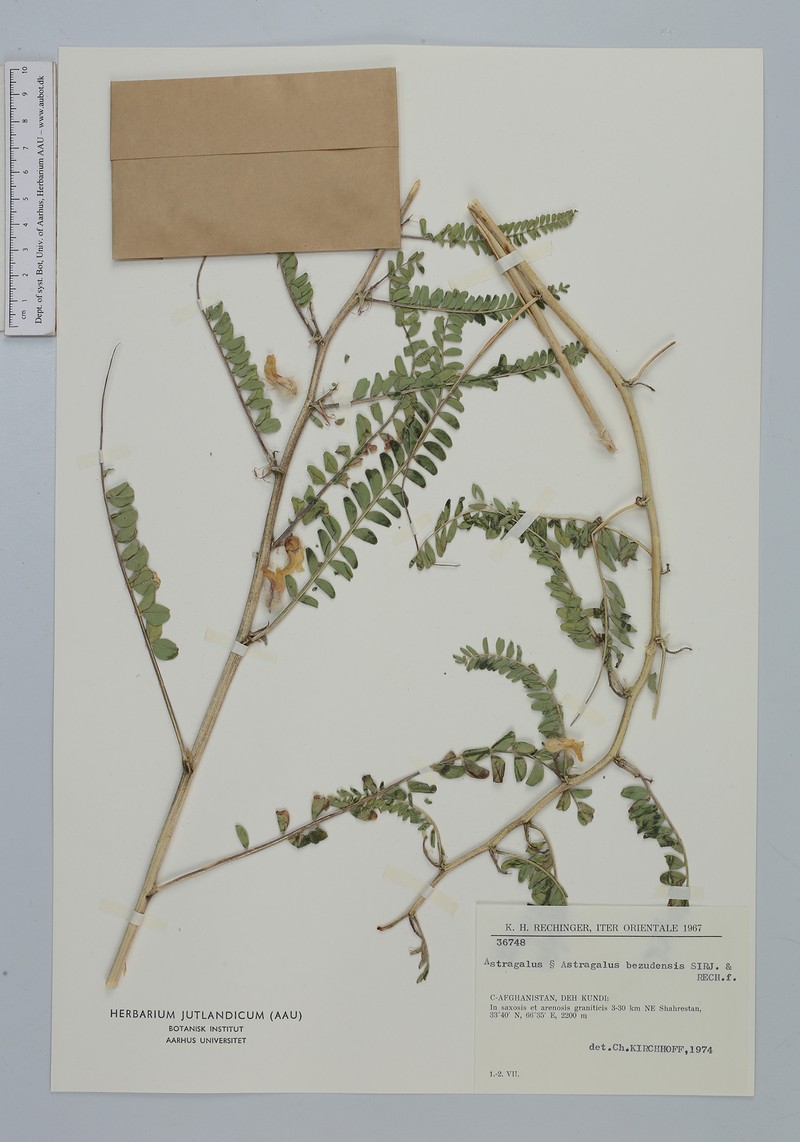 Astragalus bezudensis photo 4