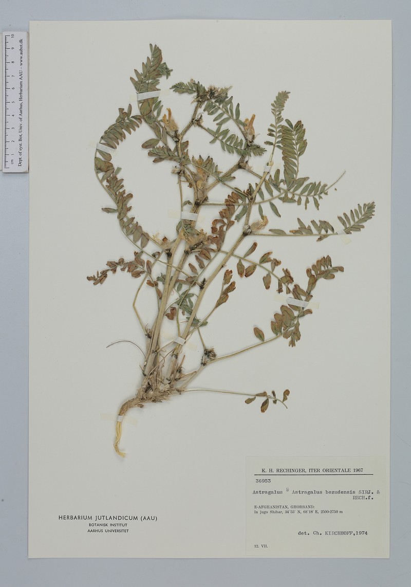 Astragalus bezudensis photo 5