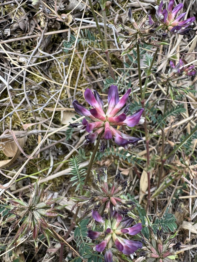 Astragalus bhotanensis