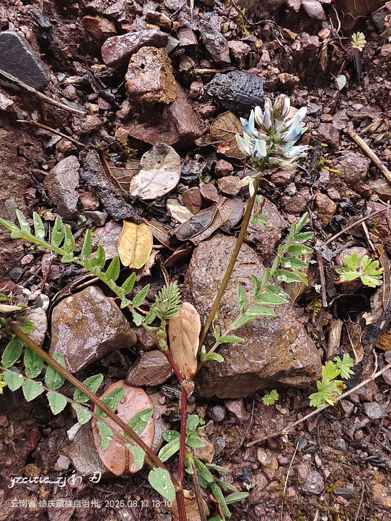 Astragalus bhotanensis photo 2