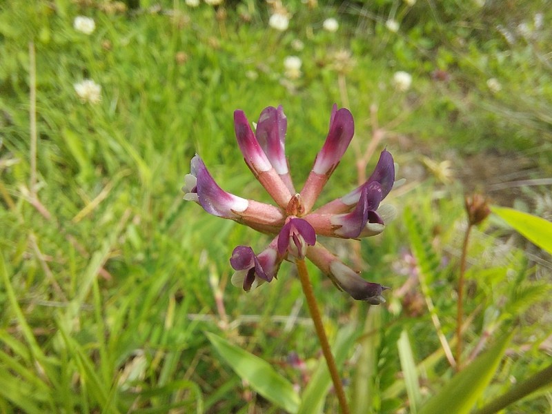Astragalus bhotanensis photo 3