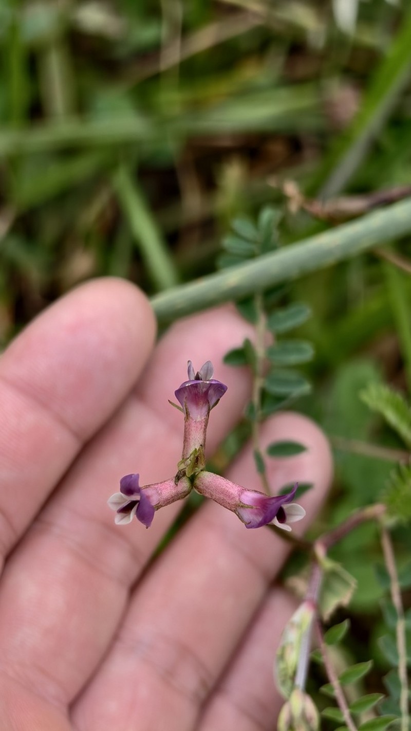 Astragalus bhotanensis photo 4