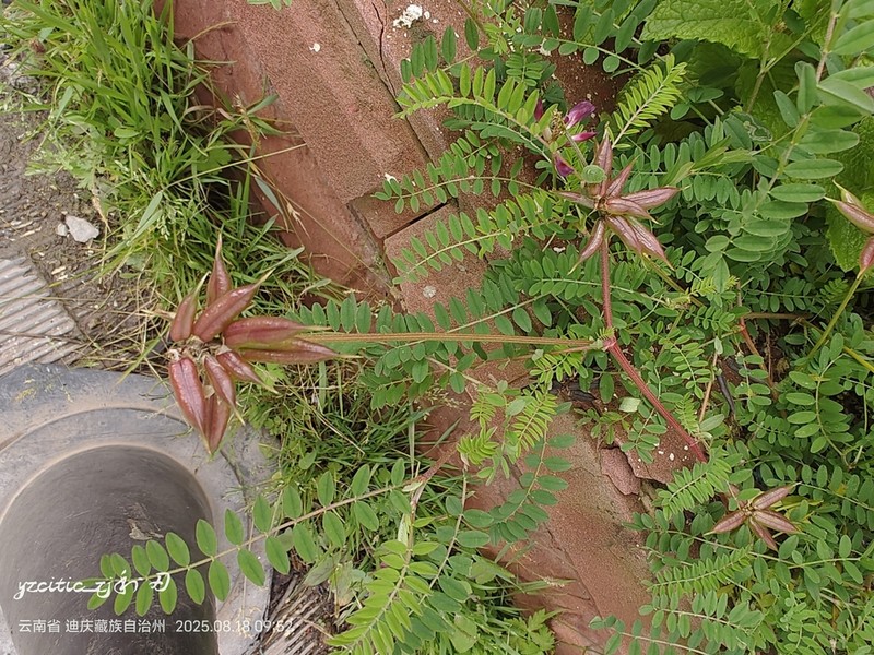 Astragalus bhotanensis photo 5