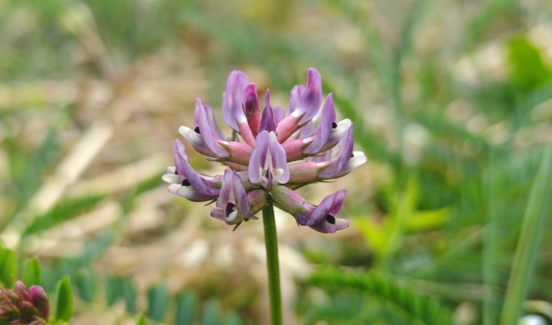 Astragalus bhotanensis photo 6