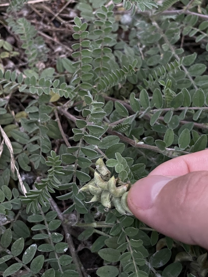 Astragalus bhotanensis photo 7