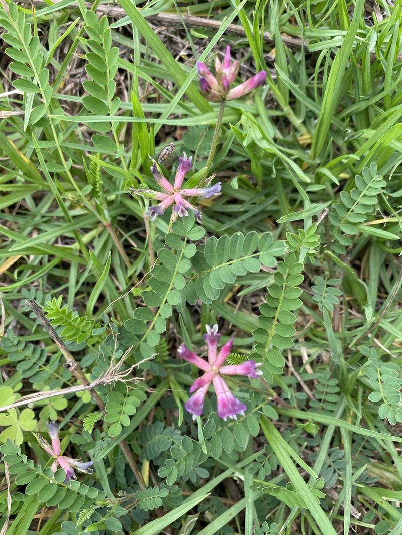 Astragalus bhotanensis photo 8