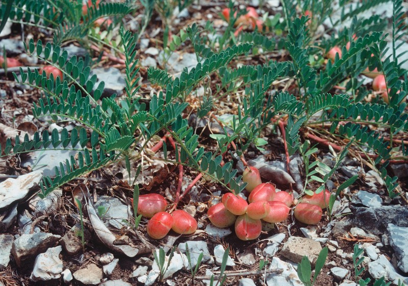 Limestone Glade Milkvetch photo 2