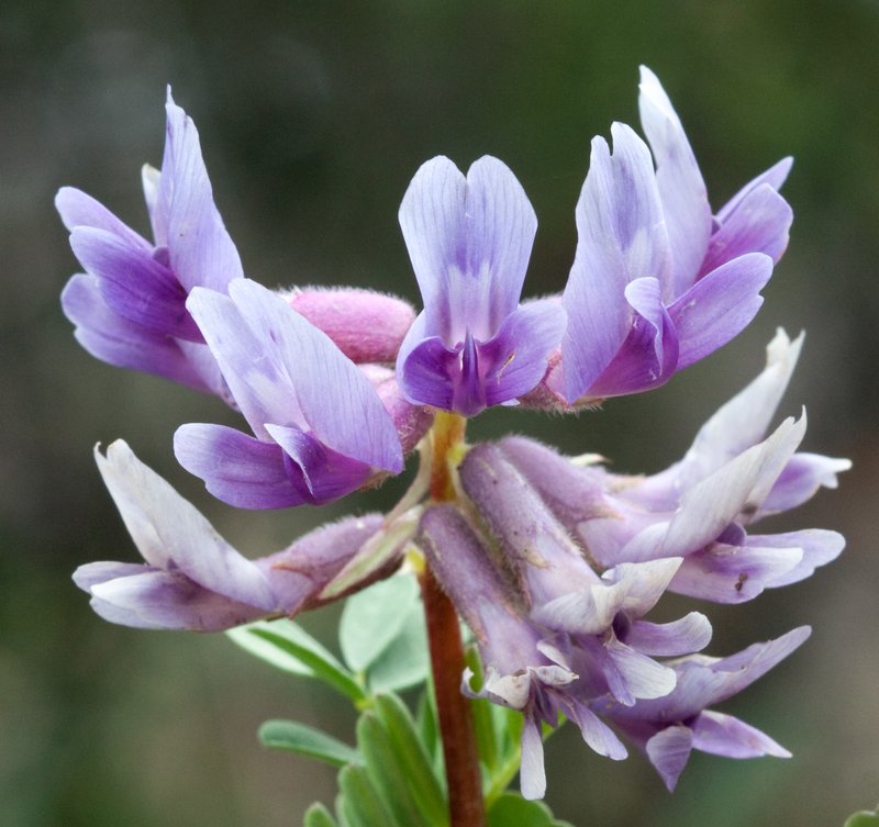 Limestone Glade Milkvetch photo 3