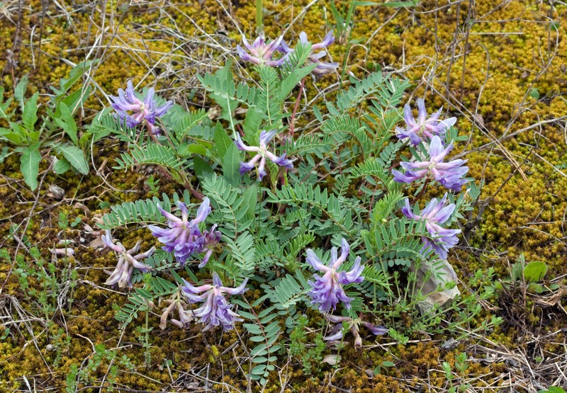 Limestone Glade Milkvetch