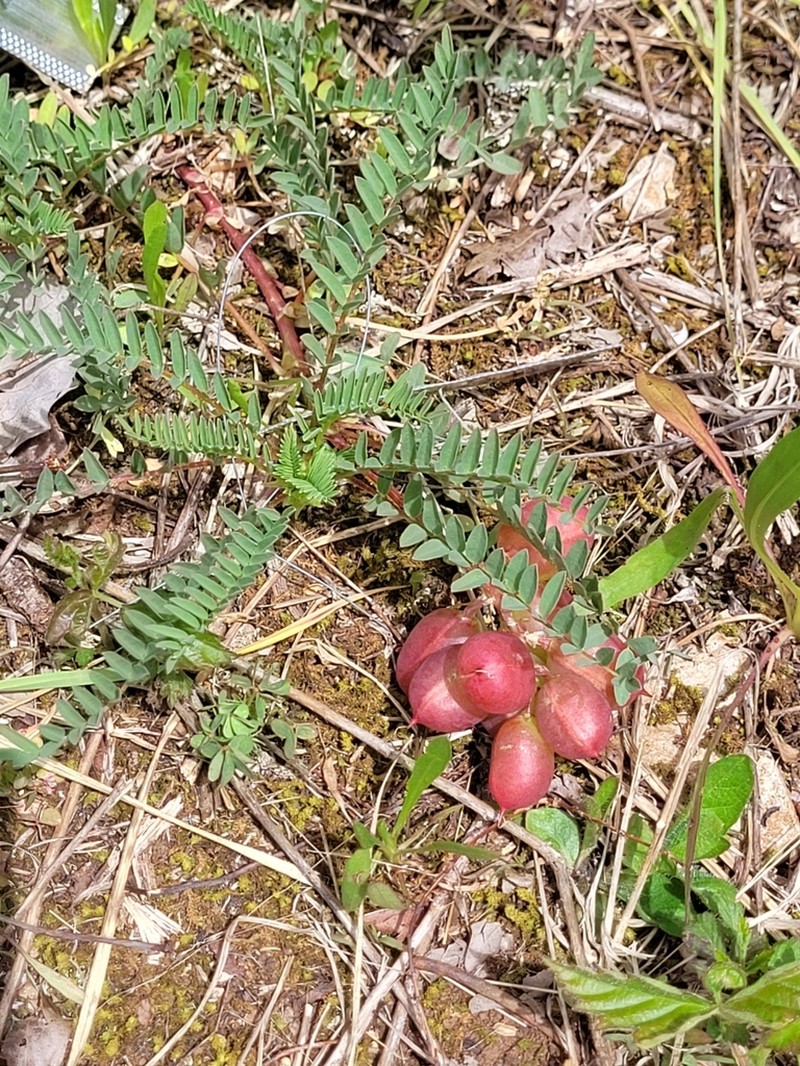 Limestone Glade Milkvetch photo 4