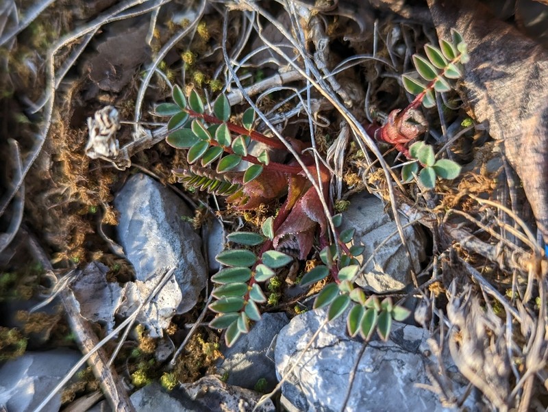 Limestone Glade Milkvetch photo 5