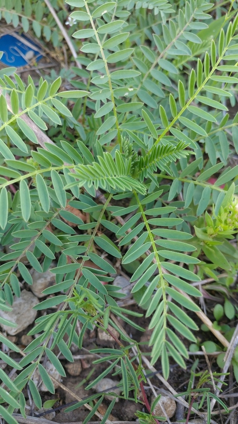 Limestone Glade Milkvetch photo 6