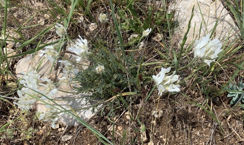 Astragalus bicolor photo 2
