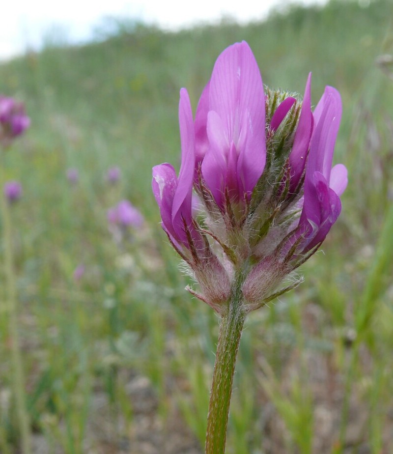 Astragalus bicolor photo 3