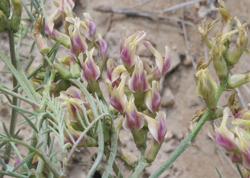 Twocrested Milkvetch photo 2