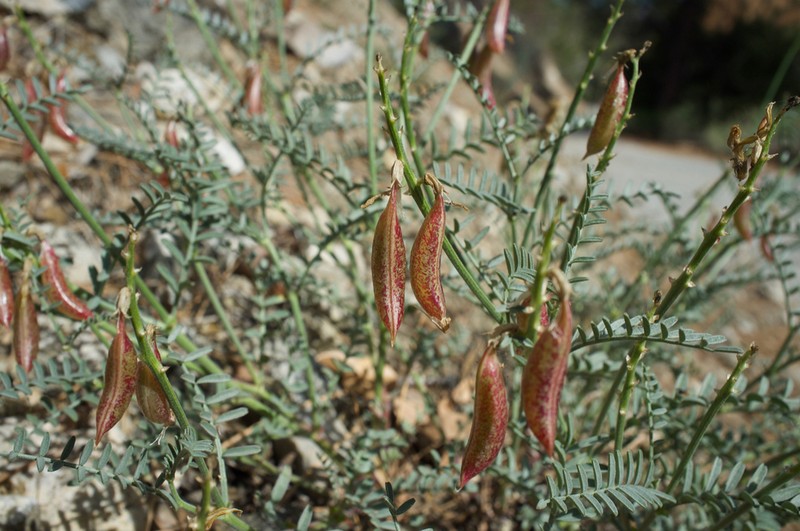 Twocrested Milkvetch photo 3
