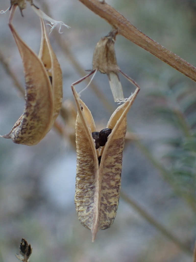 Twocrested Milkvetch photo 4