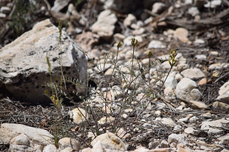 Twocrested Milkvetch photo 7