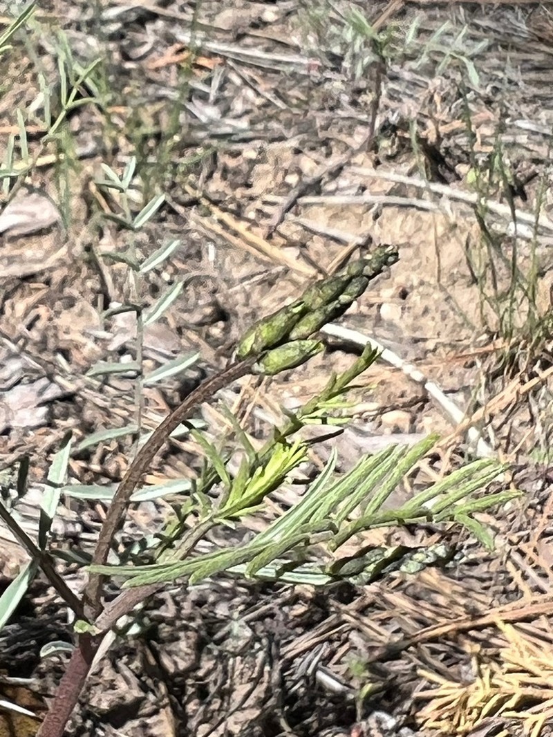 Twocrested Milkvetch photo 8