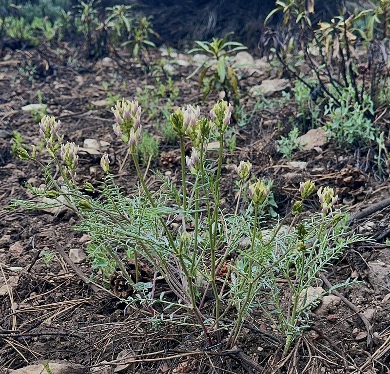 Twocrested Milkvetch photo 2
