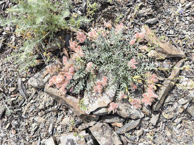 Astragalus biebersteinii photo 3