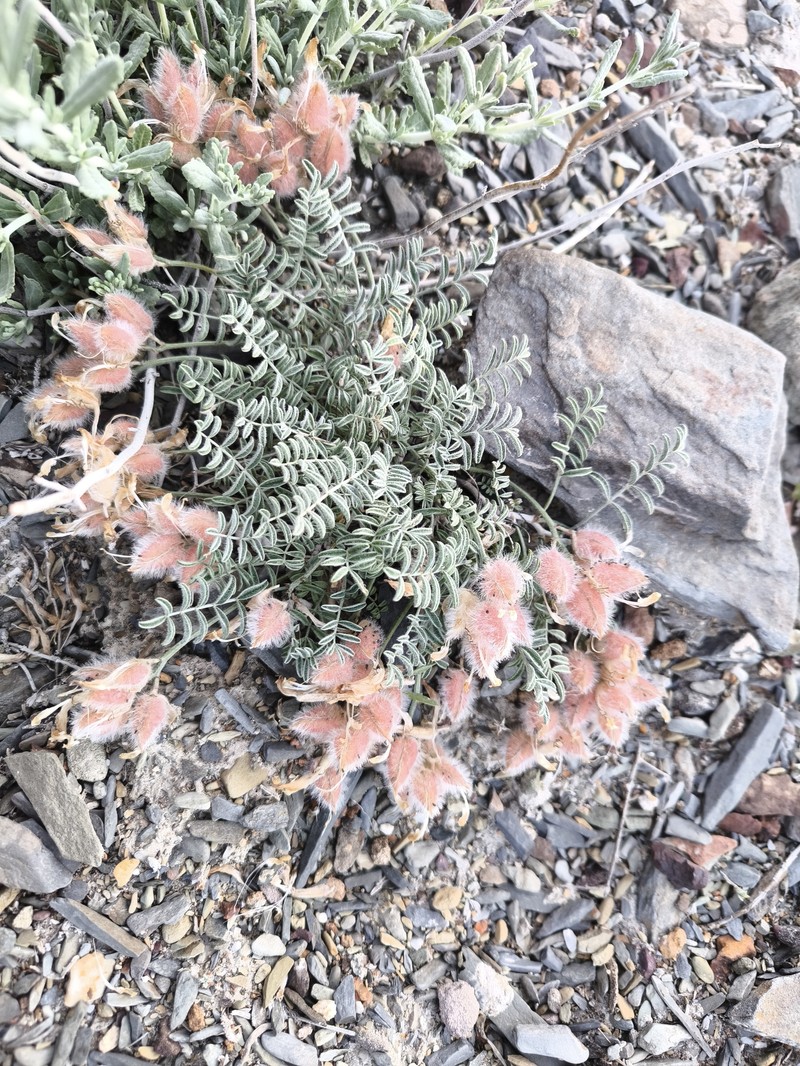 Astragalus biebersteinii photo 4