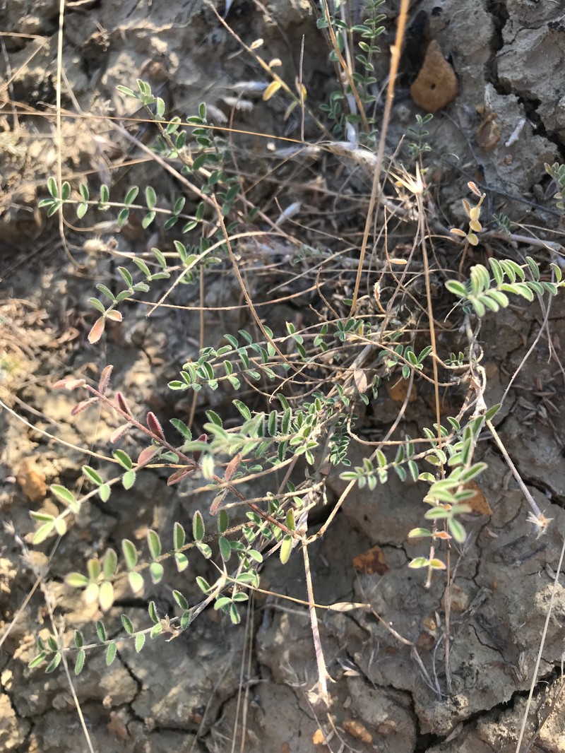 Astragalus biebersteinii photo 5