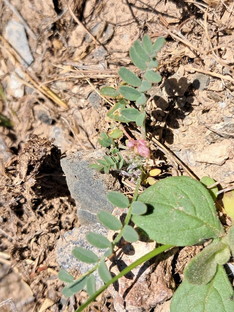 Astragalus biovulatus