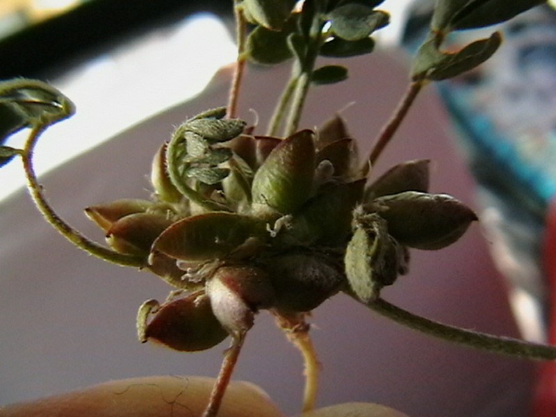 Astragalus biovulatus photo 2