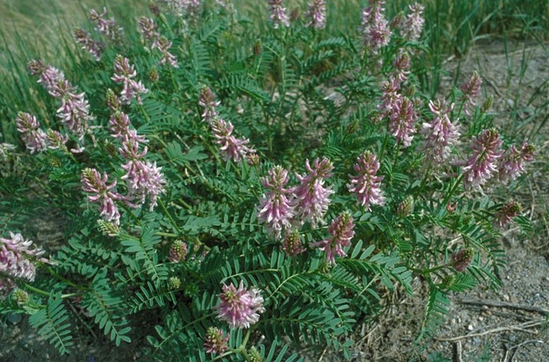 Twogrooved Milkvetch