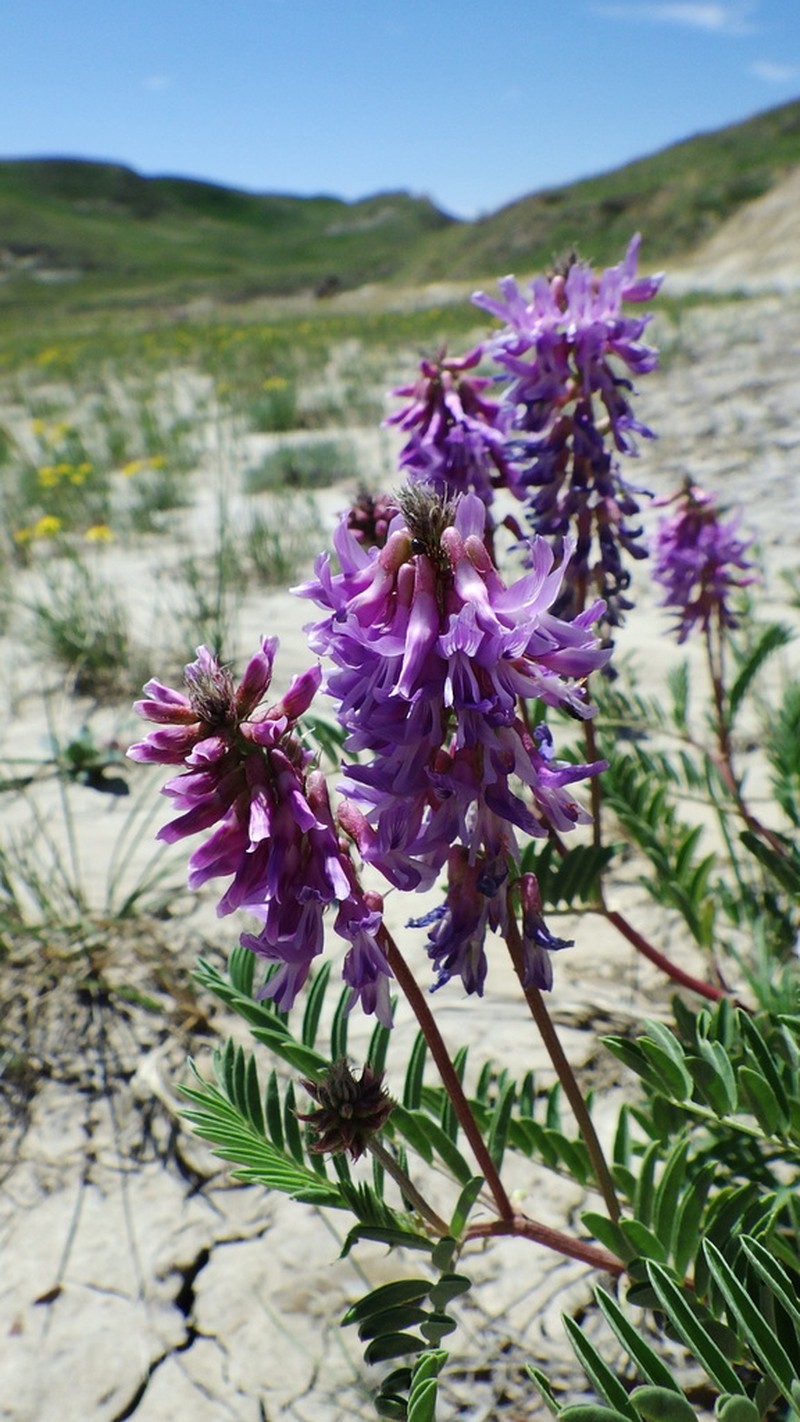 Twogrooved Milkvetch photo 2