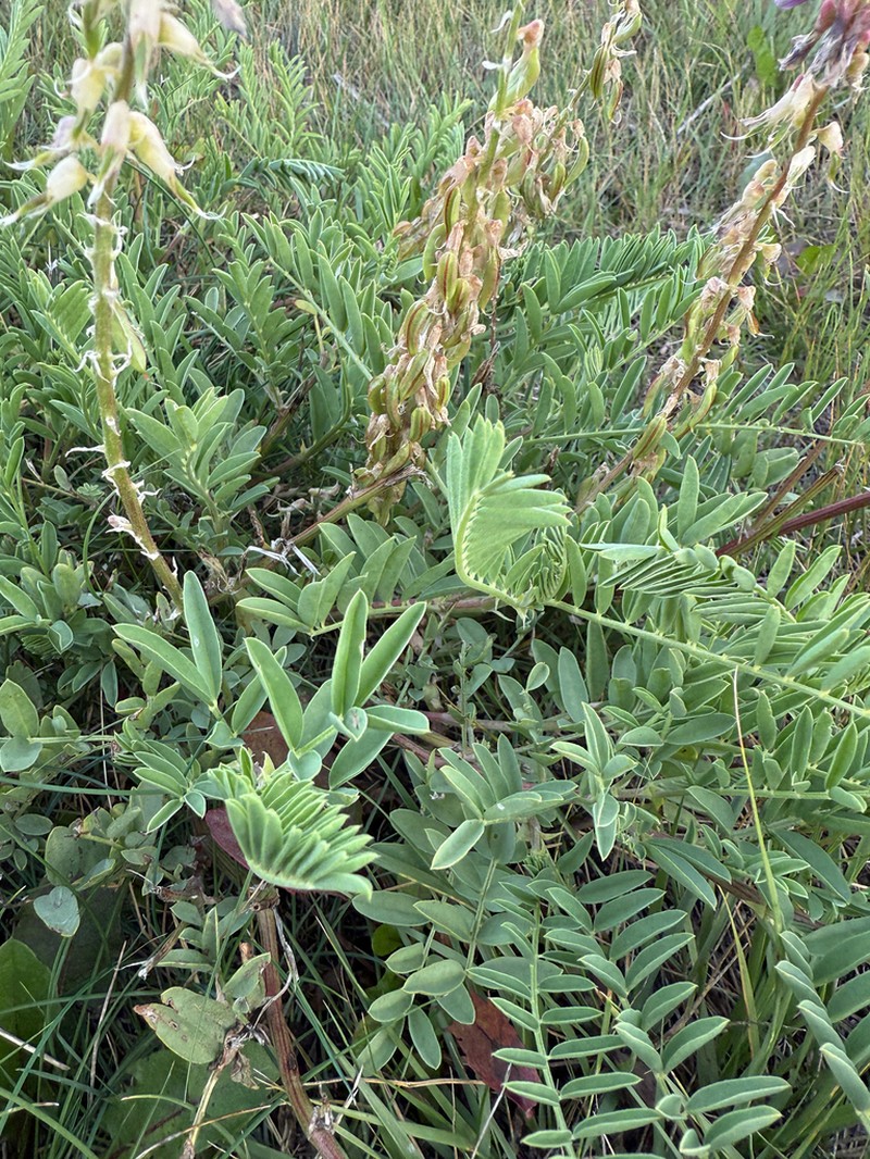 Twogrooved Milkvetch photo 3