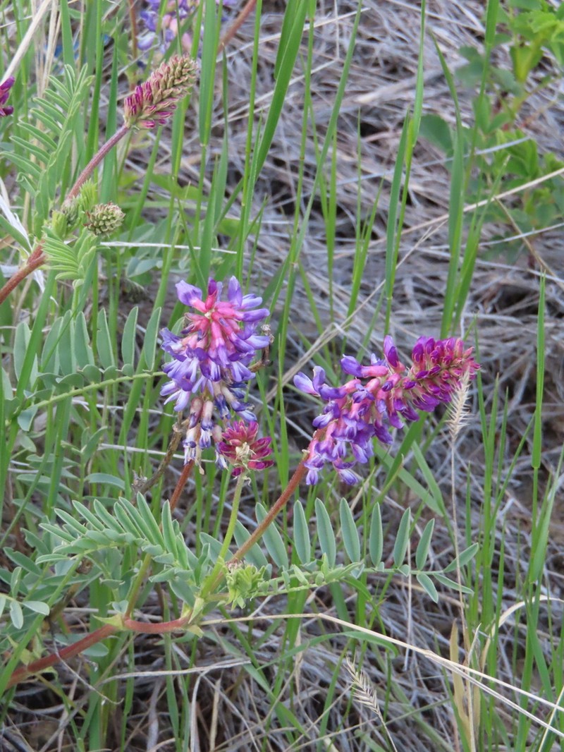 Twogrooved Milkvetch photo 4