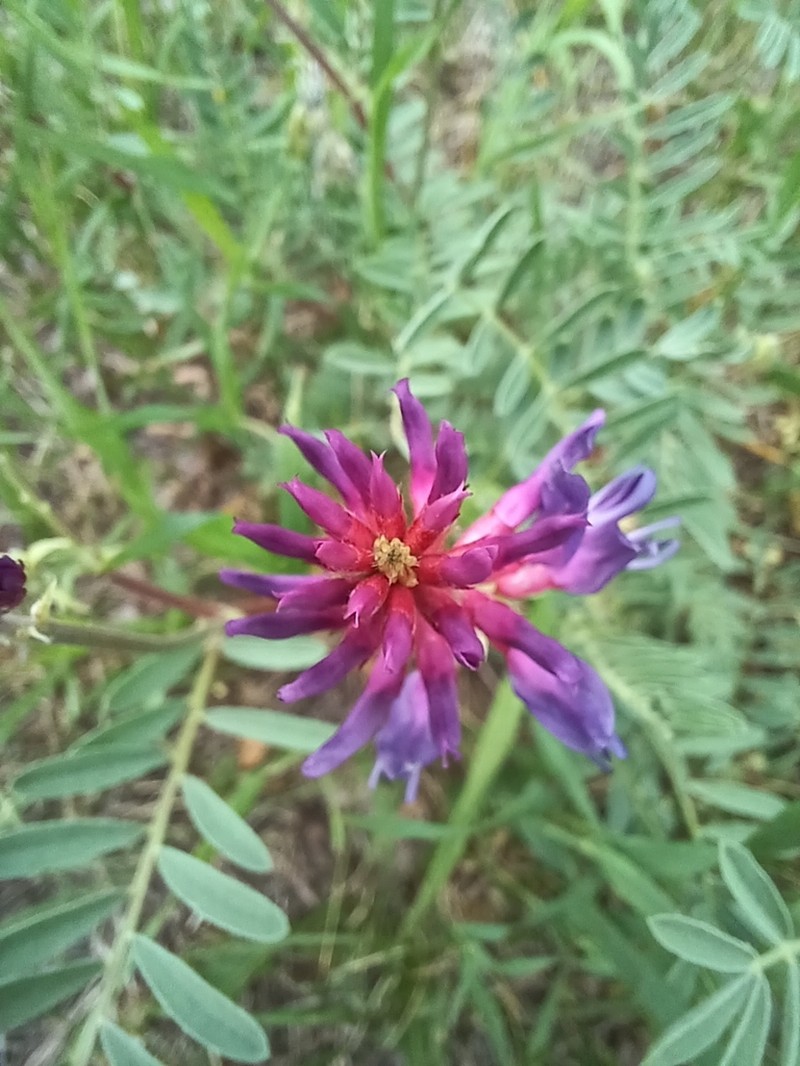 Twogrooved Milkvetch photo 5