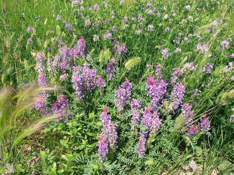 Twogrooved Milkvetch photo 6