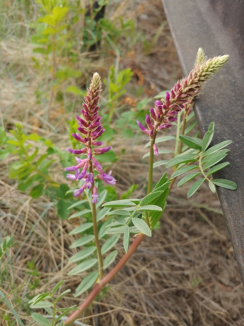 Twogrooved Milkvetch photo 7