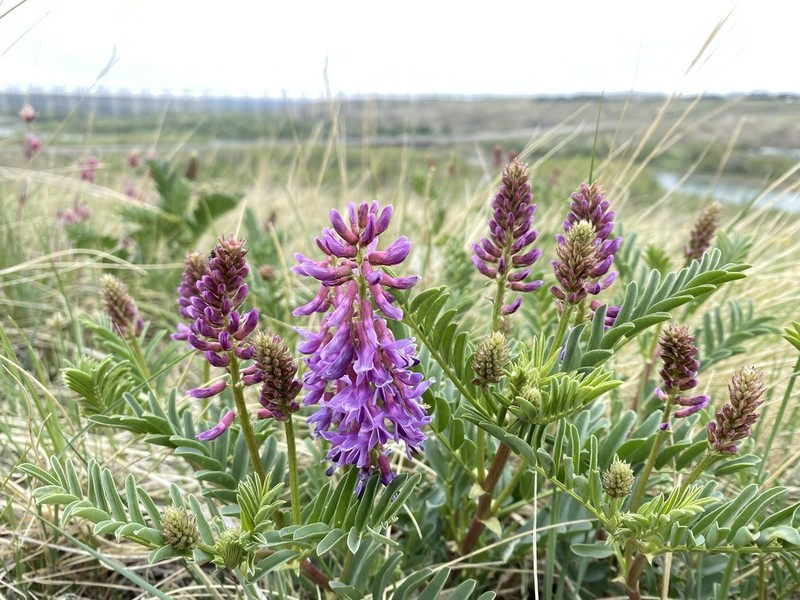 Twogrooved Milkvetch photo 8