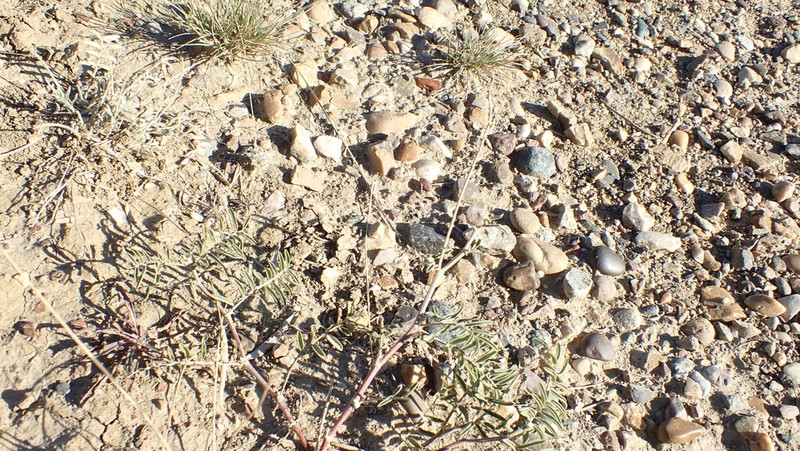 Twogrooved Milkvetch photo 3