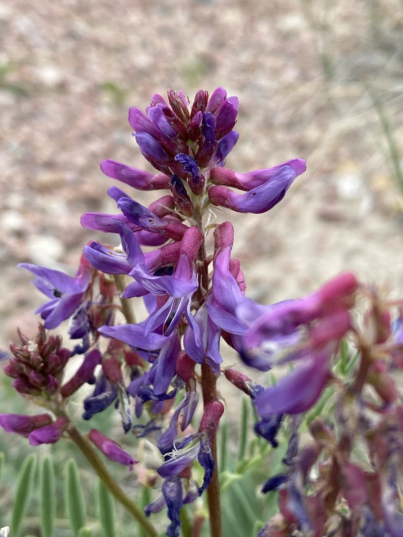 Astragalus bisulcatus var. bisulcatus