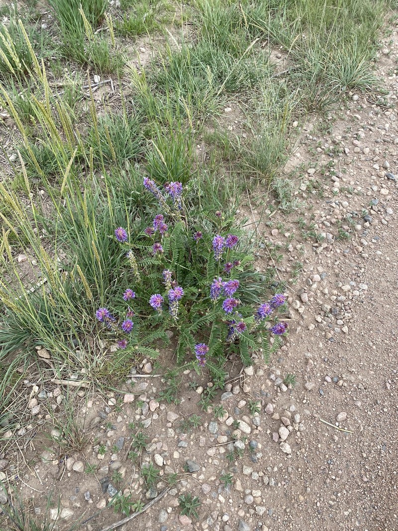 Astragalus bisulcatus var. bisulcatus photo 2