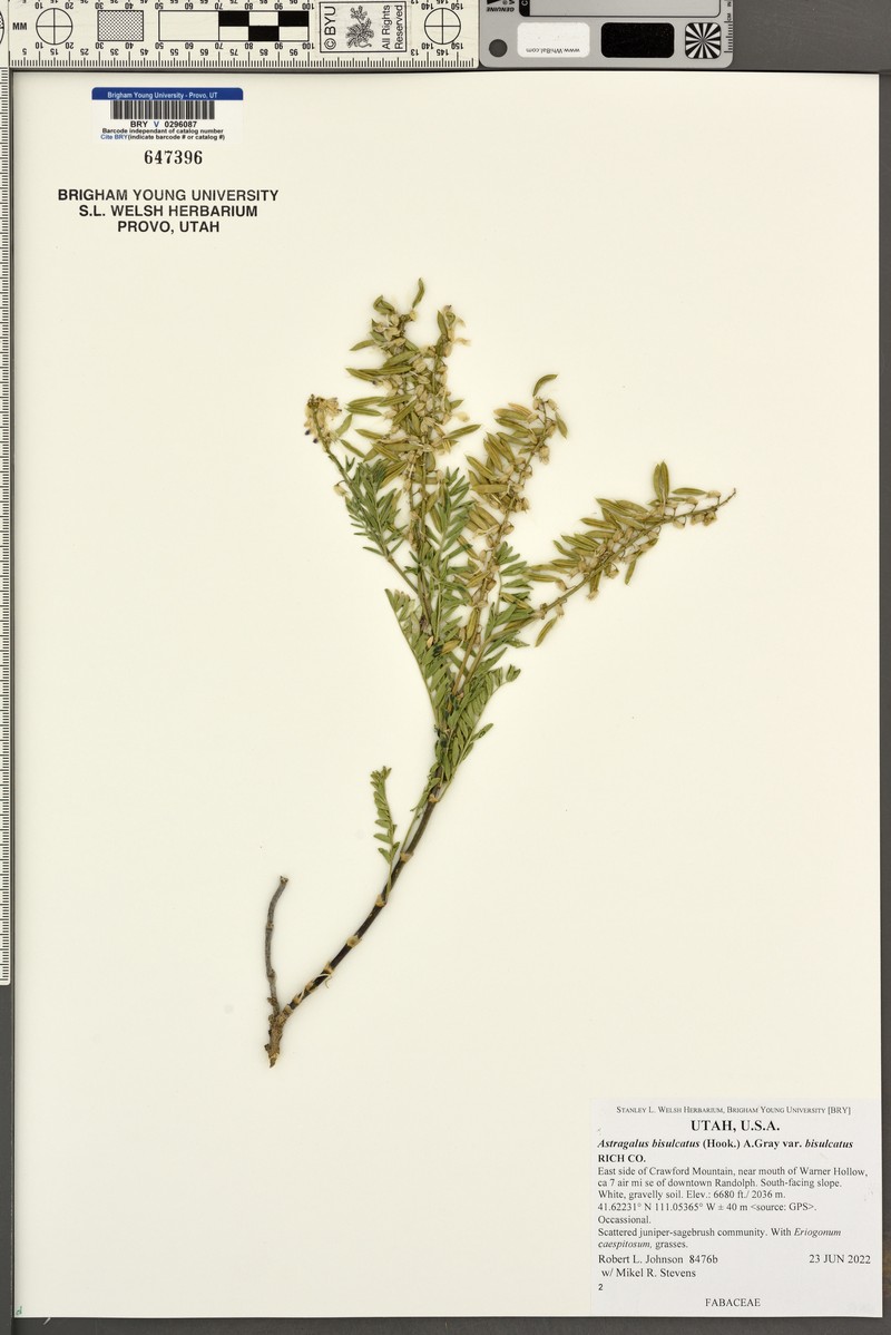 Astragalus bisulcatus var. bisulcatus photo 3
