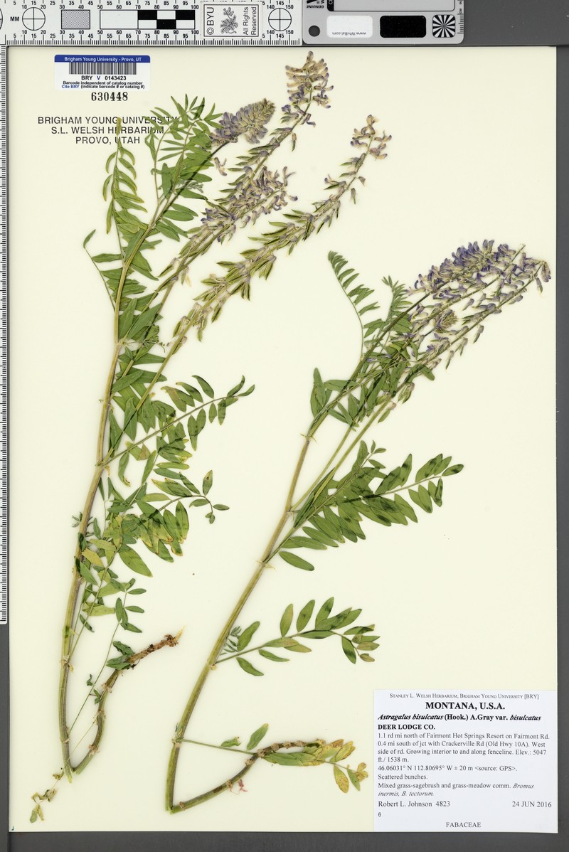 Astragalus bisulcatus var. bisulcatus photo 5