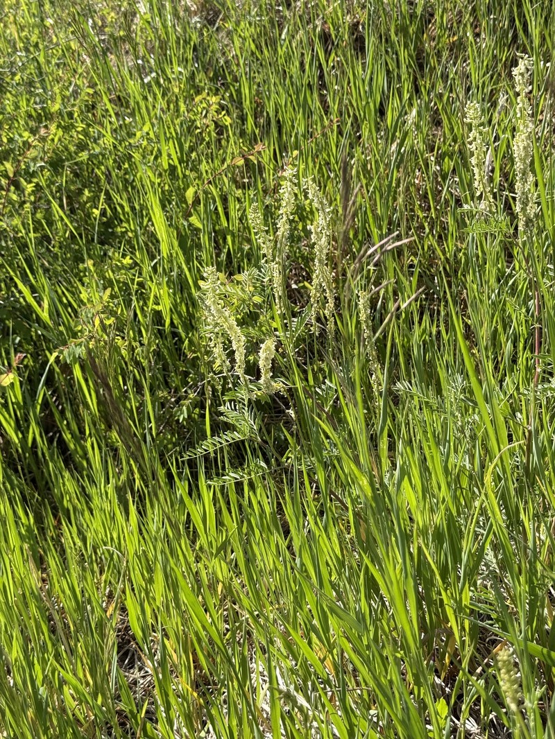 Astragalus bisulcatus var. haydenianus